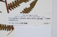 韓氏黑桫欏藏品圖，第3張