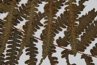 韓氏黑桫欏藏品圖，第4張