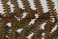 韓氏黑桫欏藏品圖，第5張