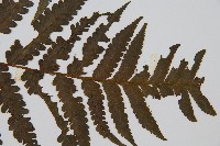 韓氏黑桫欏藏品圖，第6張