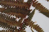 韓氏黑桫欏藏品圖，第7張