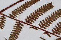 韓氏黑桫欏藏品圖，第8張