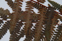 韓氏黑桫欏藏品圖，第9張