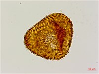 韓氏黑桫欏藏品圖，第2張