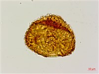 韓氏黑桫欏藏品圖，第3張