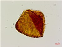 韓氏黑桫欏藏品圖，第4張