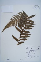 韓氏黑桫欏藏品圖，第1張