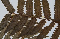 韓氏黑桫欏藏品圖，第4張