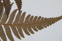 韓氏黑桫欏藏品圖，第5張