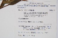 韓氏黑桫欏藏品圖，第2張