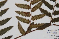 韓氏黑桫欏藏品圖，第3張