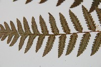 韓氏黑桫欏藏品圖，第4張