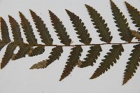 韓氏黑桫欏藏品圖，第5張