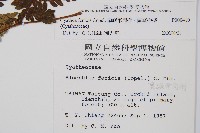 蘭嶼筆筒樹、蘭嶼桫欏藏品圖，第2張