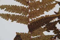 蘭嶼筆筒樹、蘭嶼桫欏藏品圖，第3張