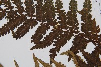 蘭嶼筆筒樹、蘭嶼桫欏藏品圖，第5張