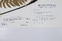 台灣黑桫欏藏品圖，第2張