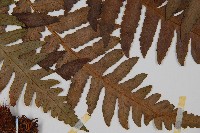 台灣黑桫欏藏品圖，第3張