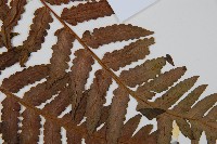 台灣黑桫欏藏品圖，第4張