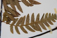 台灣黑桫欏藏品圖，第5張