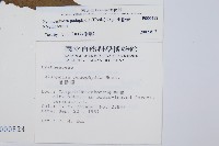 黑桫蕨藏品圖，第2張