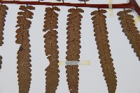 黑桫蕨藏品圖，第3張