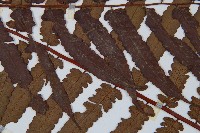 黑桫蕨藏品圖，第4張