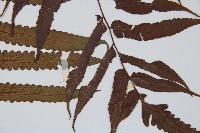 黑桫蕨藏品圖，第5張