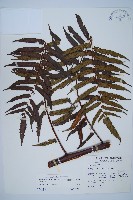 黑桫蕨藏品圖，第1張