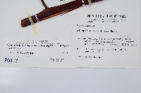 黑桫蕨藏品圖，第2張