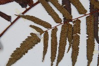 黑桫蕨藏品圖，第3張