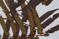 黑桫蕨藏品圖，第4張