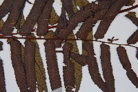 黑桫蕨藏品圖，第5張