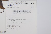 黑桫蕨藏品圖，第2張