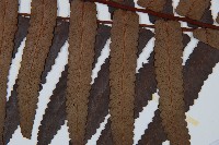 黑桫蕨藏品圖，第3張