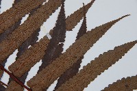 黑桫蕨藏品圖，第4張