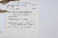 大葉骨碎補、台灣骨碎補、骨碎補藏品圖，第2張