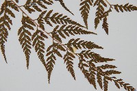 大葉骨碎補、台灣骨碎補、骨碎補藏品圖，第3張