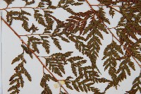 大葉骨碎補、台灣骨碎補、骨碎補藏品圖，第4張