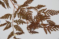 大葉骨碎補、台灣骨碎補、骨碎補藏品圖，第5張