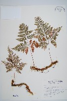 海州骨碎補藏品圖，第1張