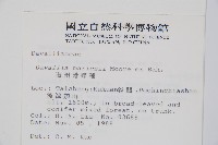 海州骨碎補藏品圖，第2張