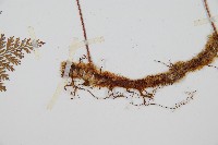 海州骨碎補藏品圖，第3張