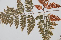 海州骨碎補藏品圖，第4張