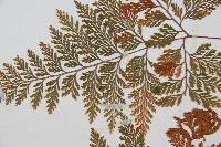 海州骨碎補藏品圖，第5張