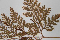 海州骨碎補藏品圖，第6張