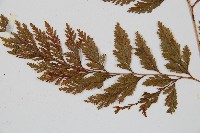 海州骨碎補藏品圖，第3張