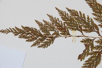 海州骨碎補藏品圖，第4張