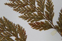 海州骨碎補藏品圖，第5張