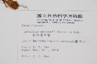 海州骨碎補藏品圖，第2張